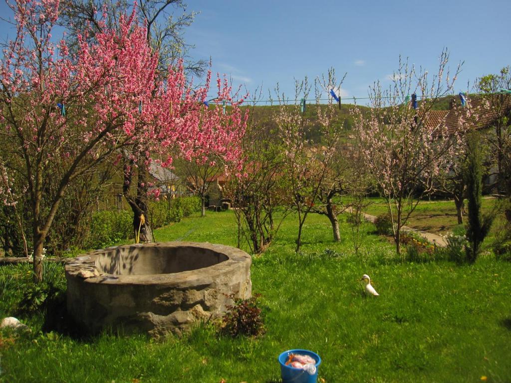 Pensiunea Sighişoara Buitenkant foto